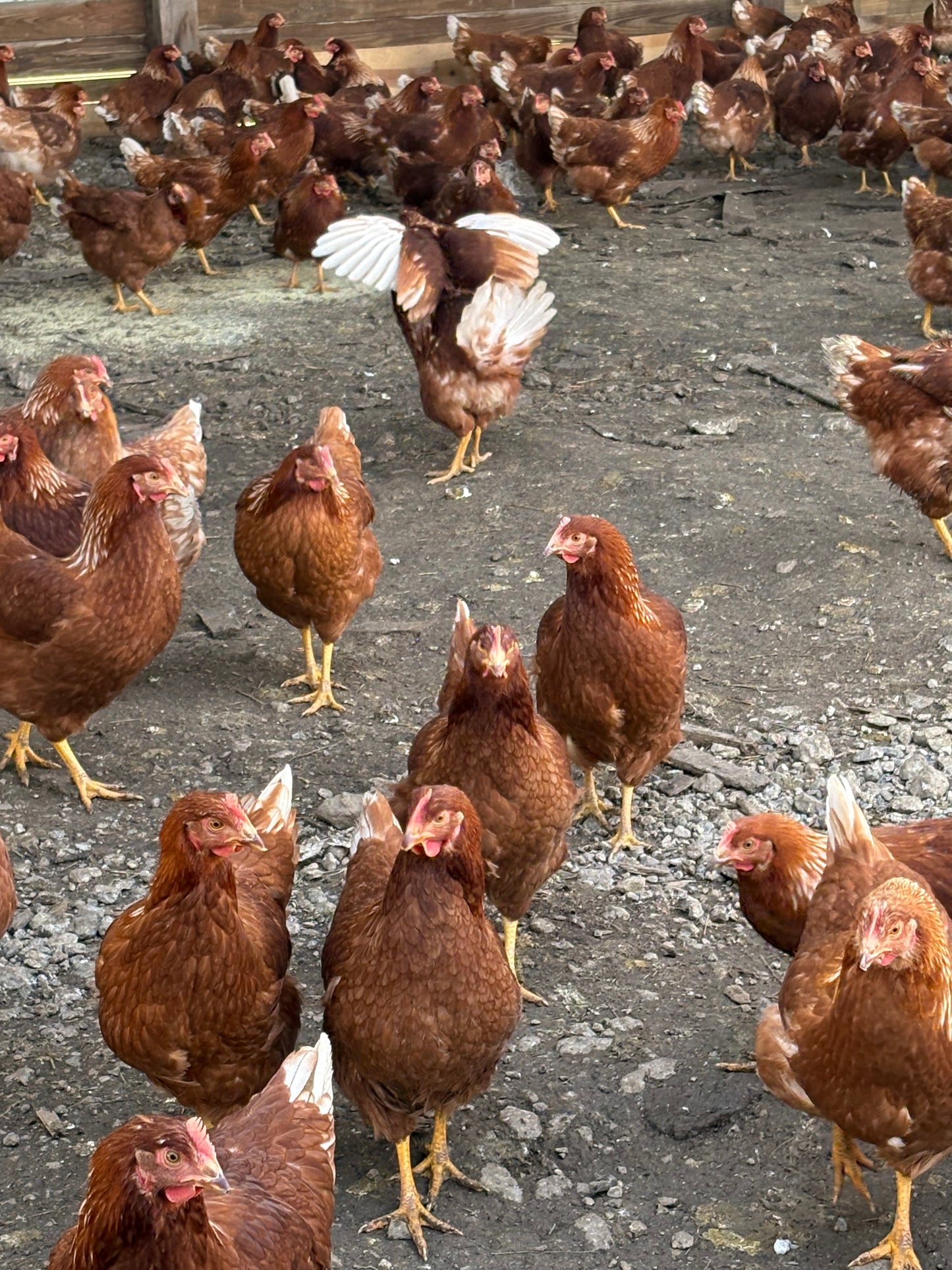 ISA BROWN (Pullet)
