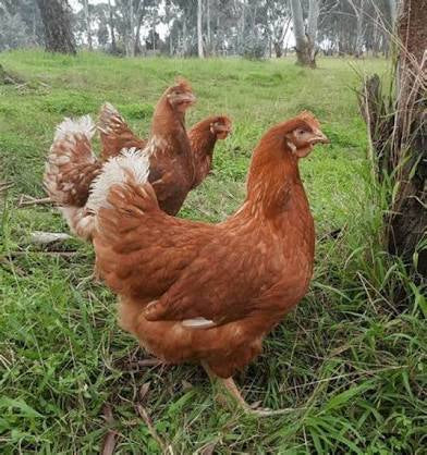 ISA BROWN (Pullet)
