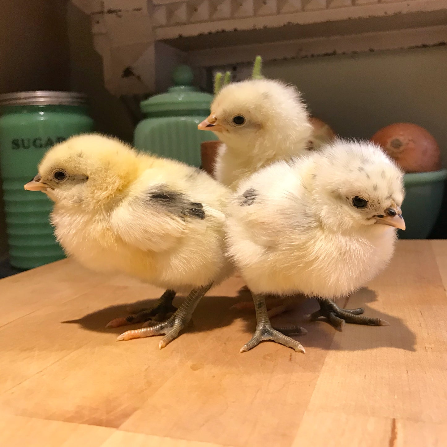 Swedish Bluebar (Female Chick)