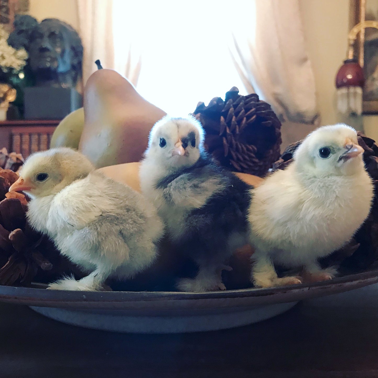 Swedish Bluebar (Female Chick)