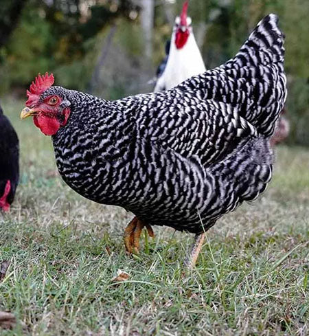 Barred Rock (Pullet)