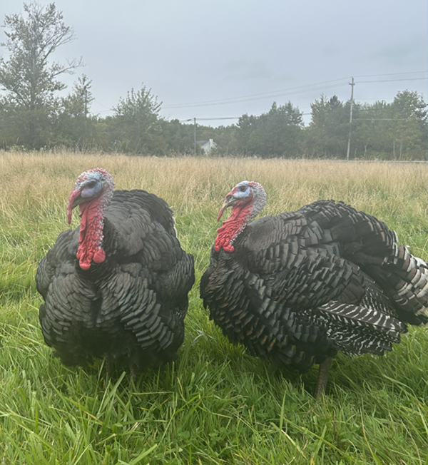 Bronze Breasted Heritage Turkey