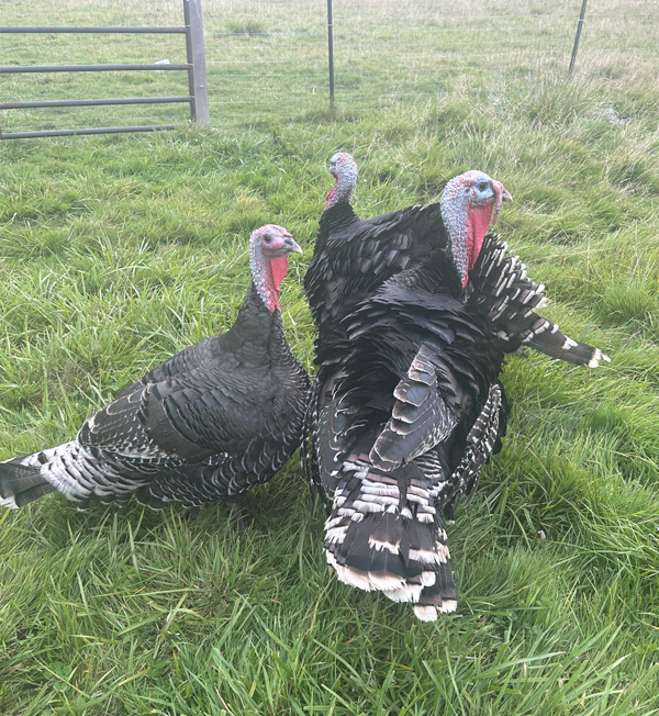 Bronze Breasted Heritage Turkey