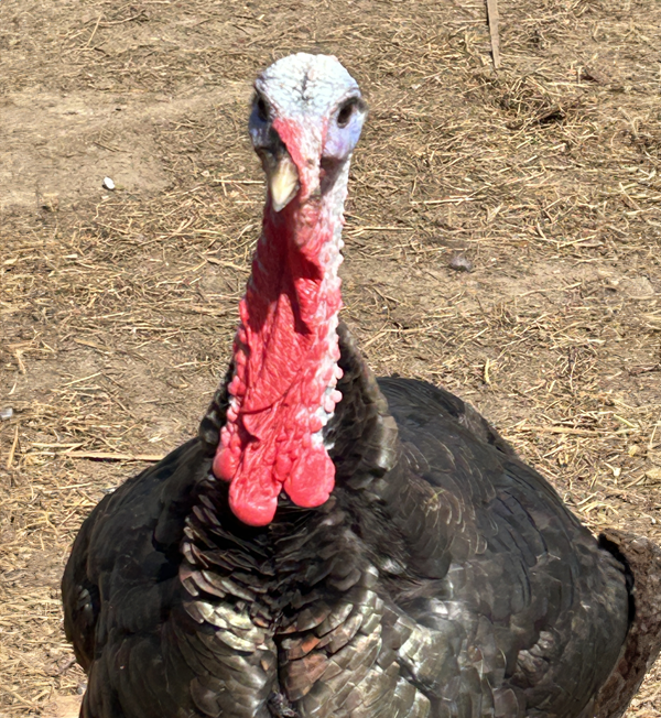 Bronze Breasted Heritage Turkey