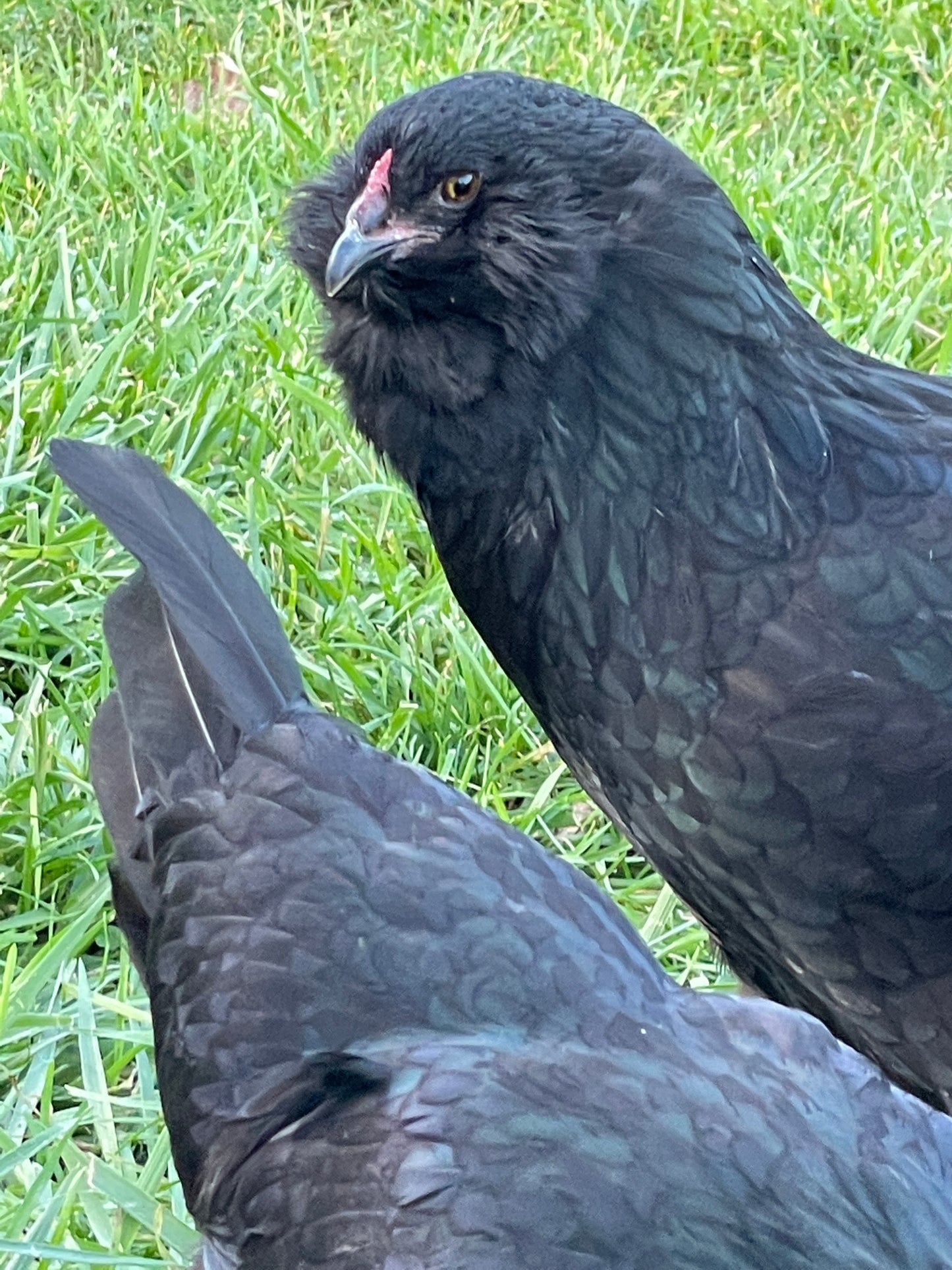 Ameraucana (Female Chick)