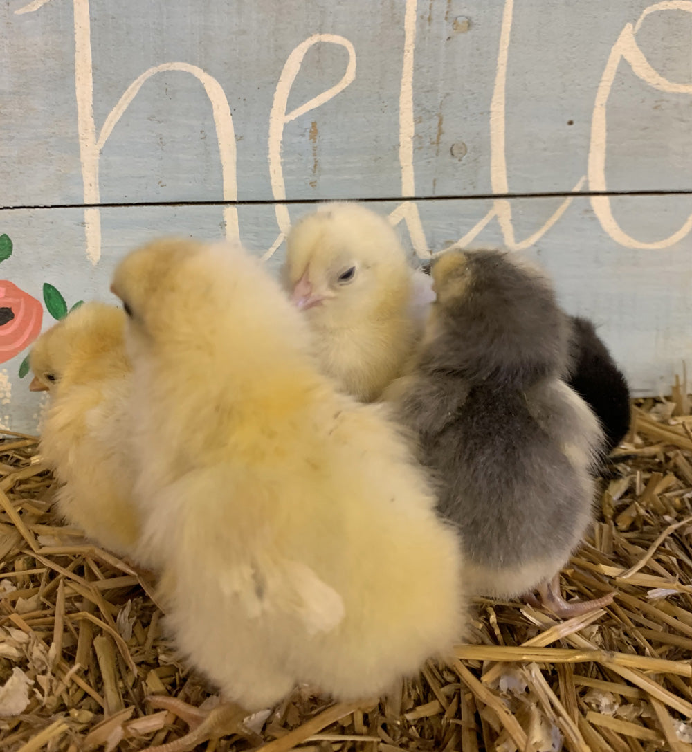 Ameraucana (Female Chick)