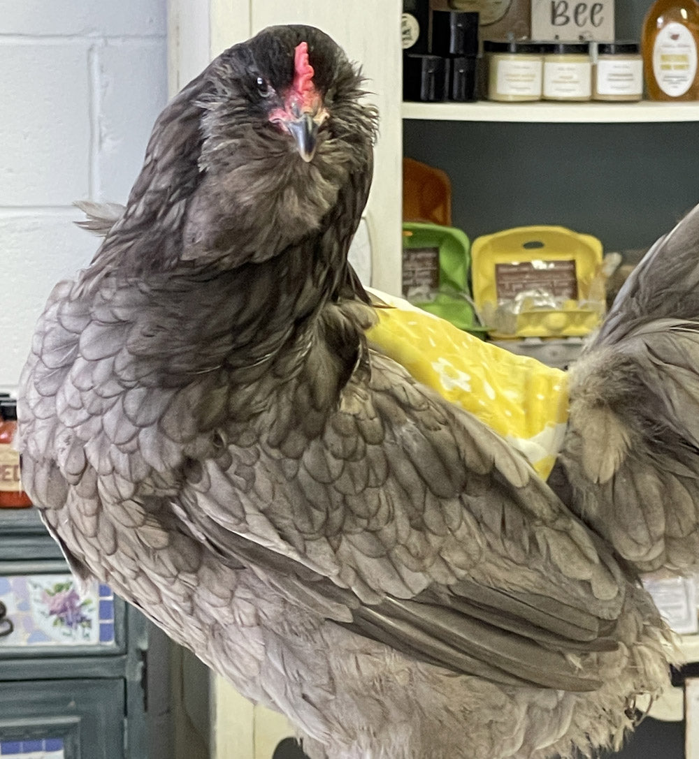 Ameraucana (Pullet)