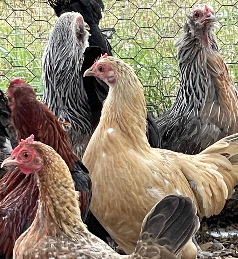 True Green Whiting (Pullet)