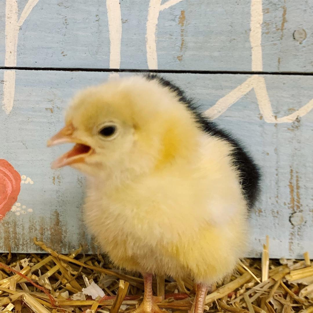 Buckeye (Chick)