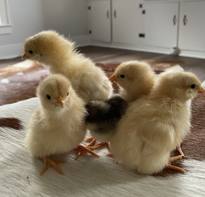 Orpington (English) - WHITE (FEMALE CHICK)