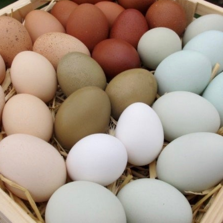 Eggs (Farm Fresh, pasture raised)