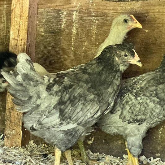 TrueBlue Whiting (Pullet)