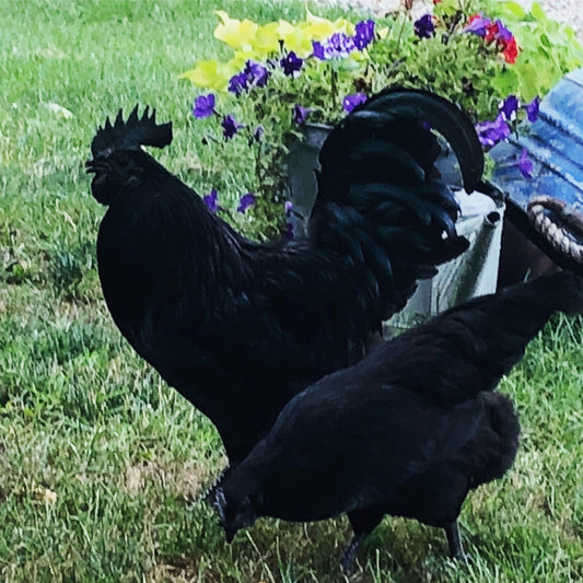 Ayam Cemani