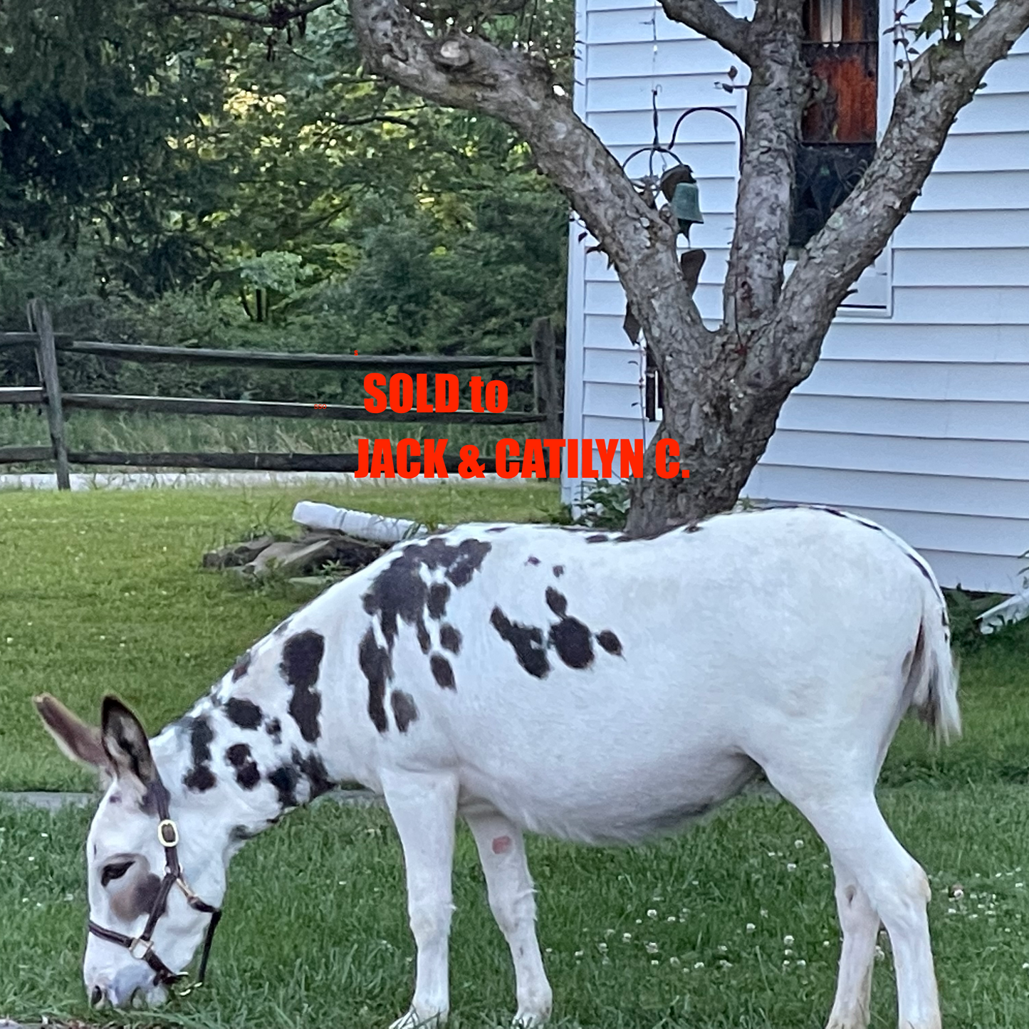 Livestock Guardian Donkey (Jennet - 5 Years Old)