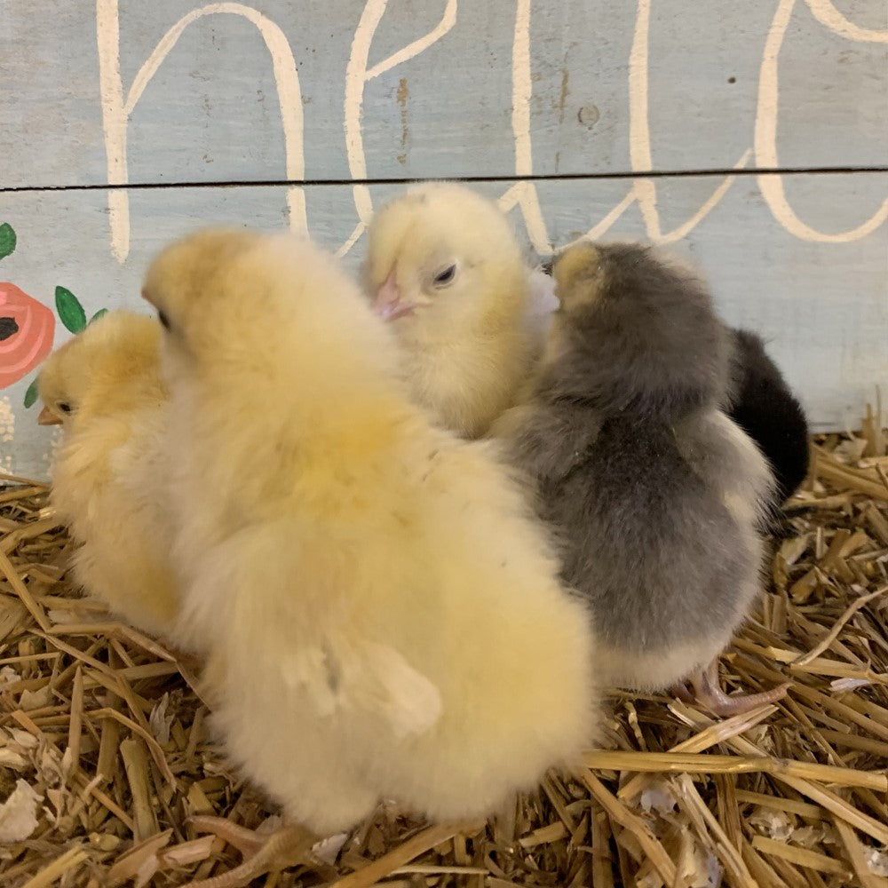 Ameraucana (Female Chick)