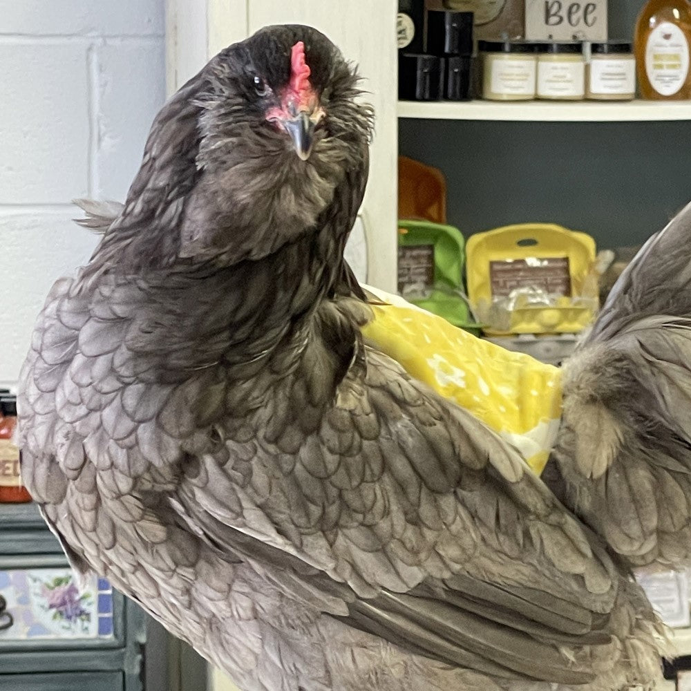 Ameraucana (Pullet)