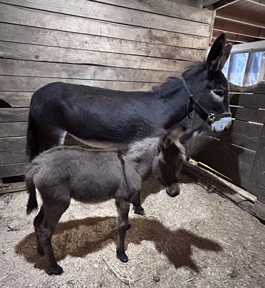 Livestock Guardian Donkeys Pair - 5 Yr Old Jennet & Jenny (4 month old female)