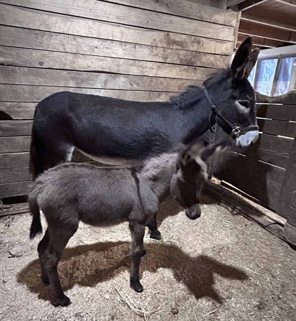 Livestock Guardian Donkeys Pair - 5 month old jack (BONDED PAIR)
