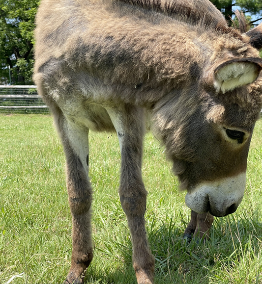 Miniature Donkey (6 Months Old)