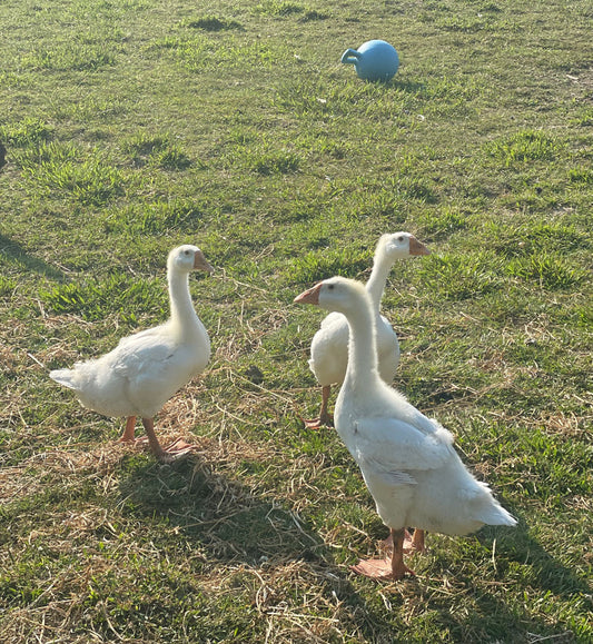 White African Geese