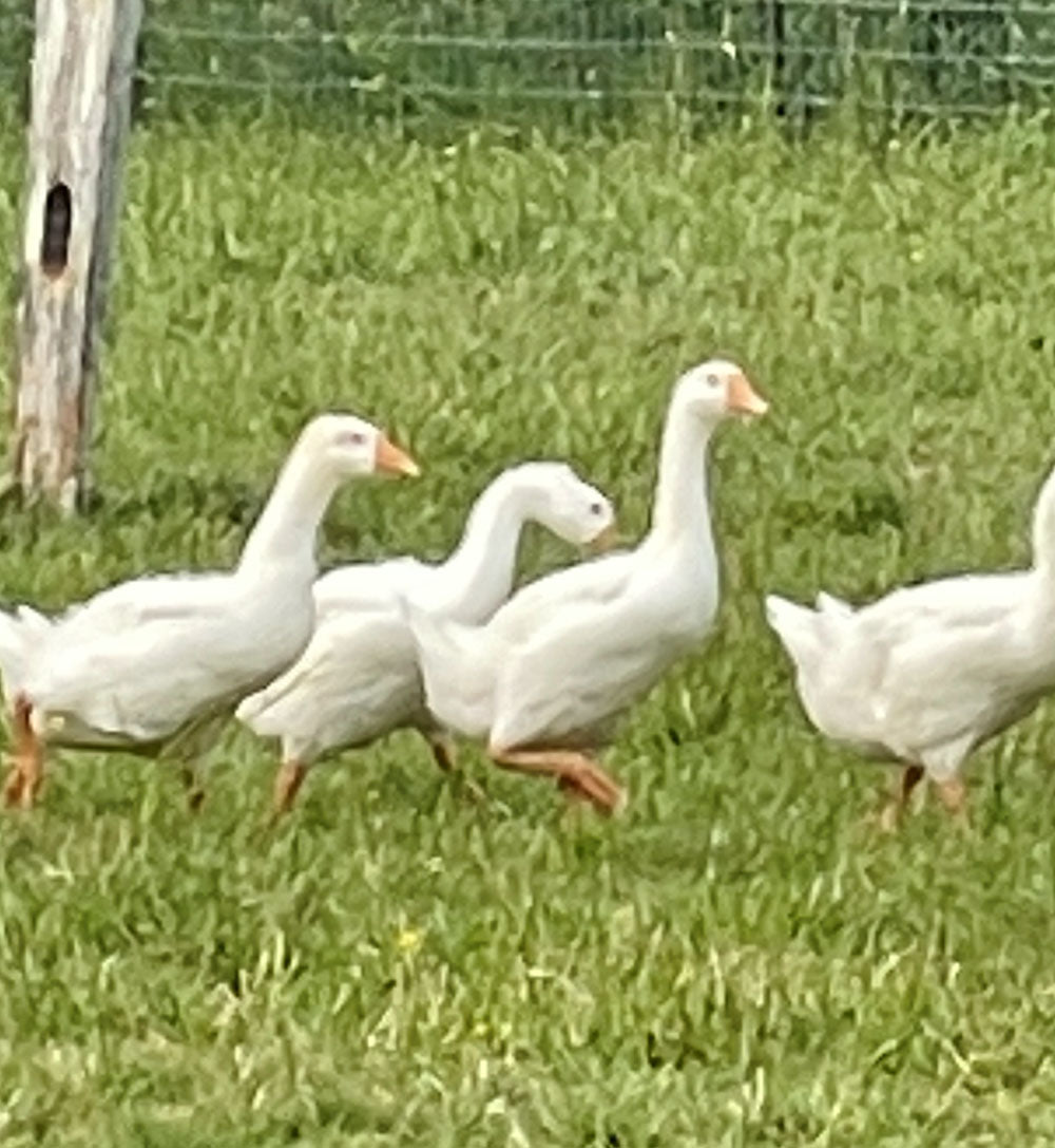 White African Geese