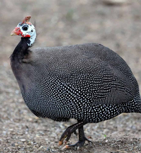 Guinea Keet / Hen