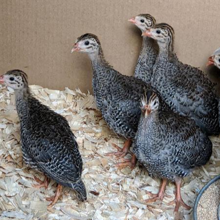 Guinea Keet / Hen