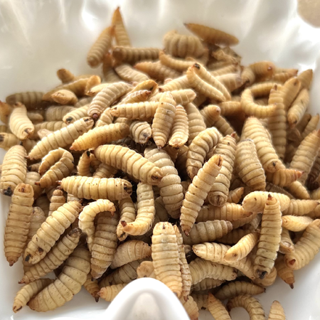 Black Soldier Fly Larvae