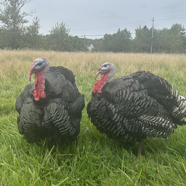 Bronze Breasted Heritage Turkey