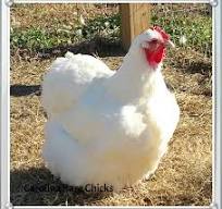 Orpington (English) - WHITE (FEMALE CHICK)