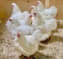 Orpington (English) - WHITE (Pullet)