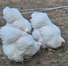 Orpington (English) - WHITE (Pullet)