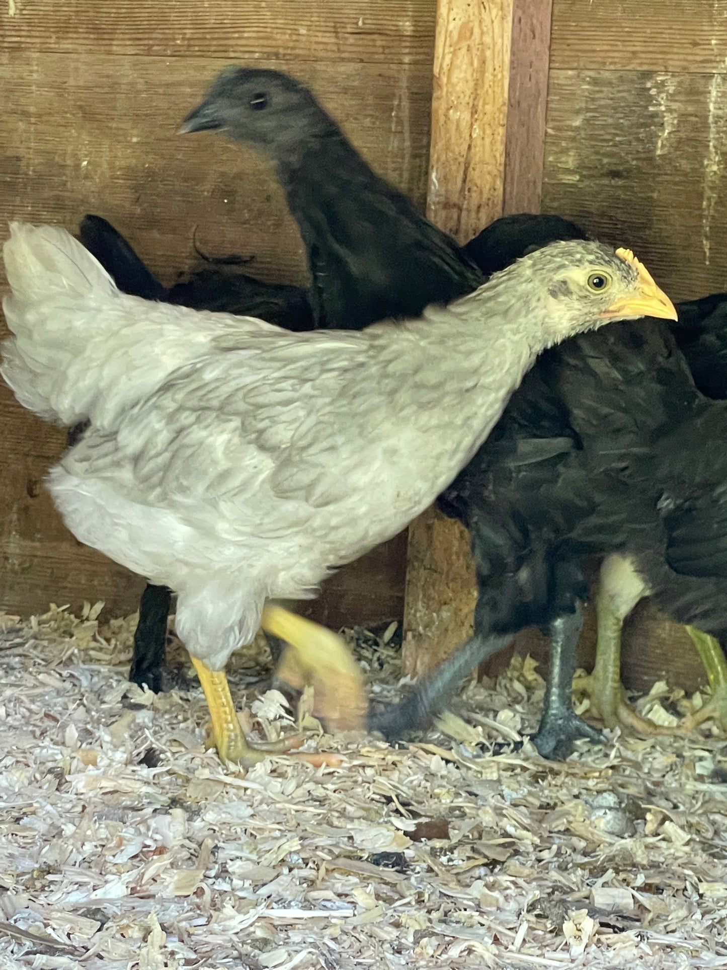 True Green Whiting (Pullet)