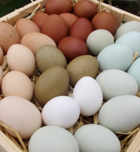 Eggs (Farm Fresh, pasture raised)