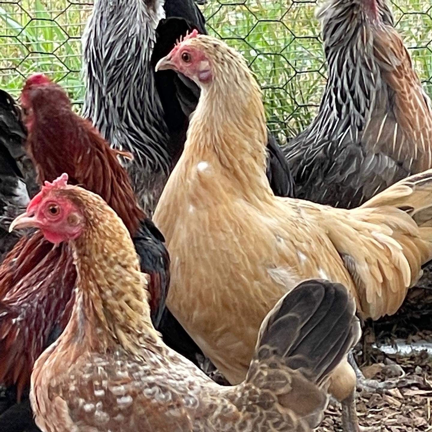 True Green Whiting (Pullet)