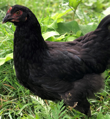 Marans Marans-  Pullet