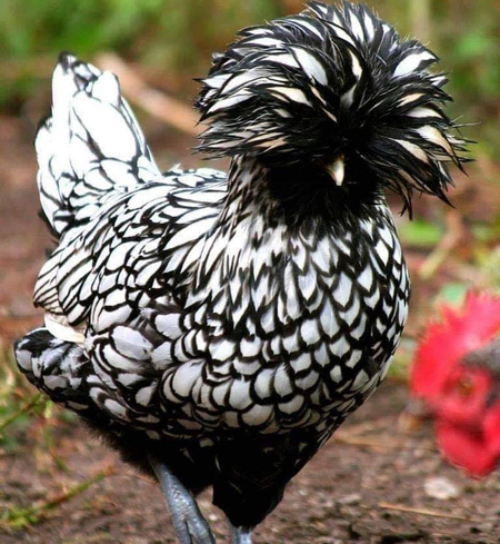 Polish (Female Chick)