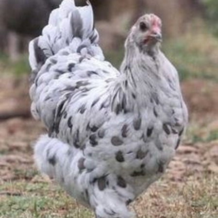 Sapphire Splash (Pullet)