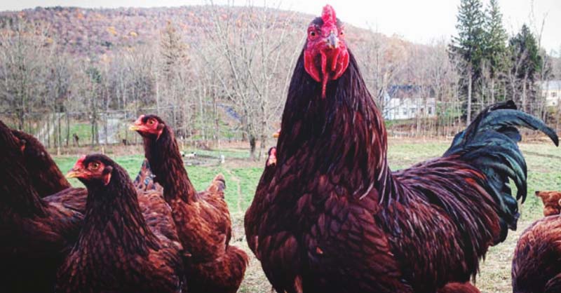 Buckeye (Pullet)