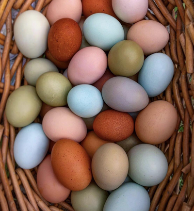 Hatching Eggs (Multiple Breeds)
