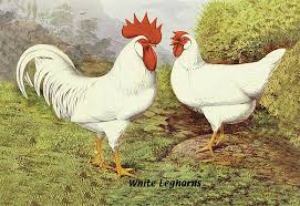 Leghorn (Chick)